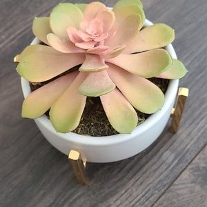Faux succulent plant with gold colored feet